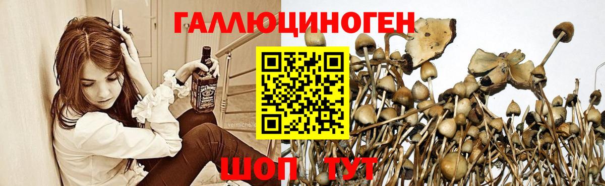 Псилоцибиновые грибы Cubensis Алатырь